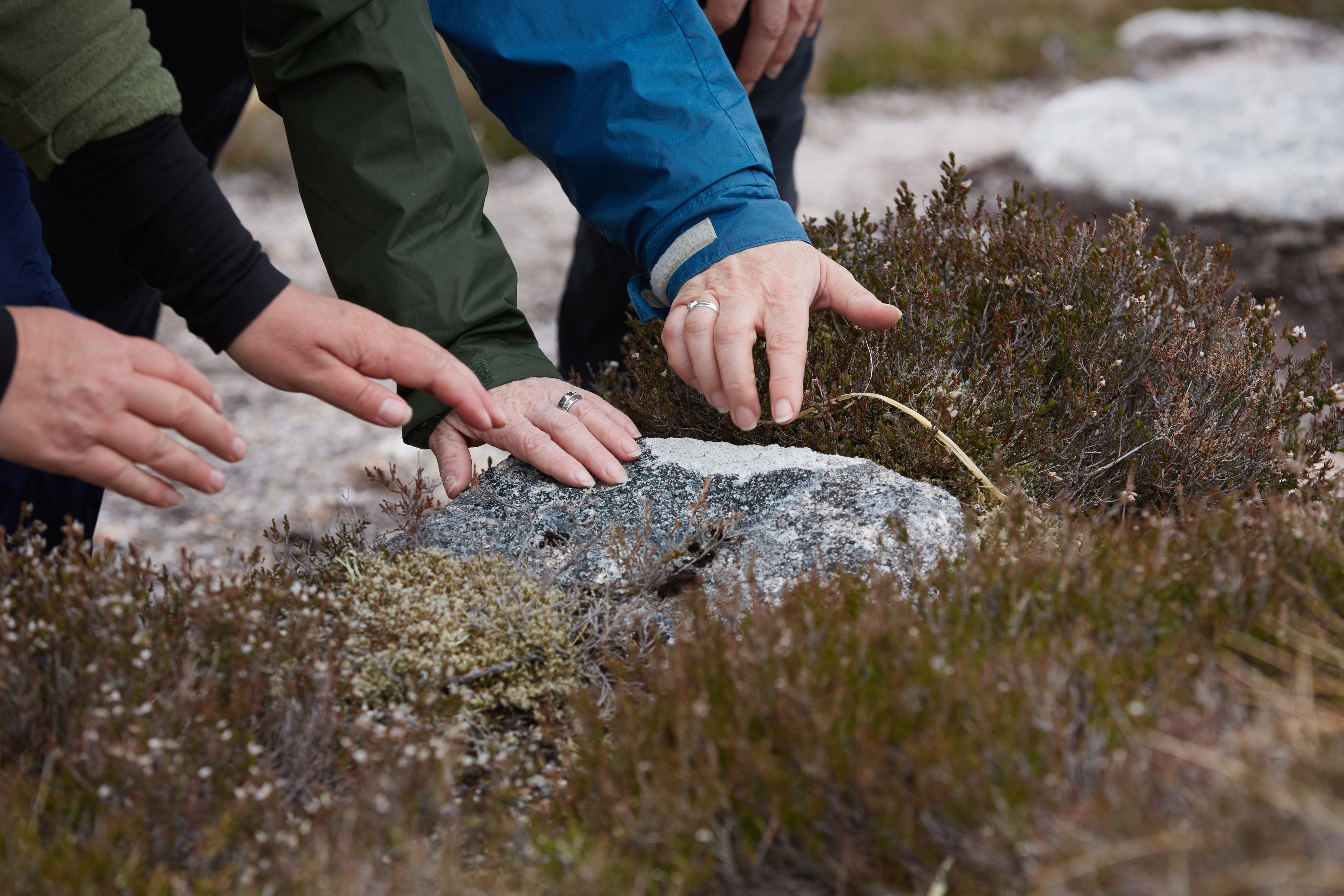 3 people's hands touch a lichen covered rock