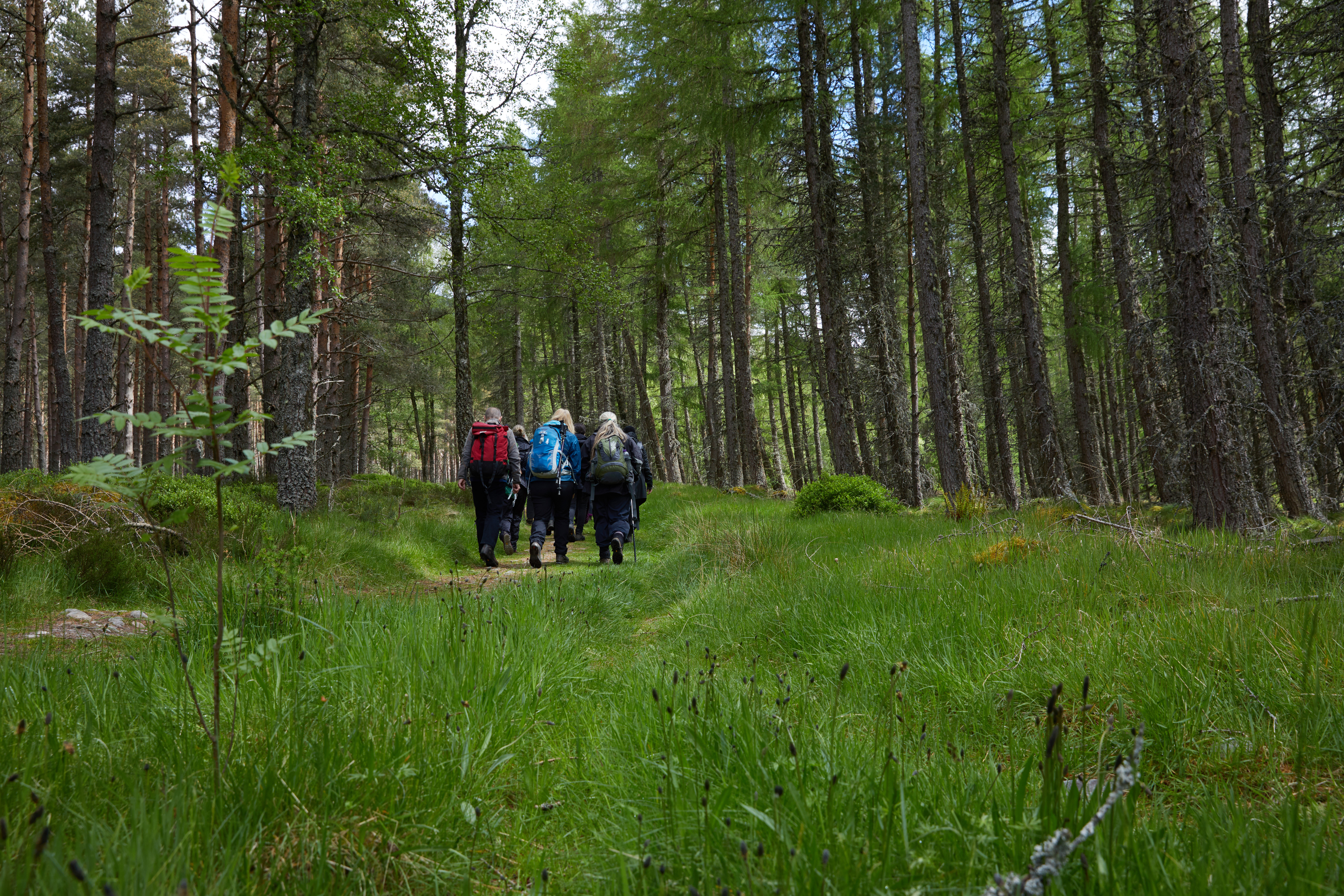A group walk into the woods